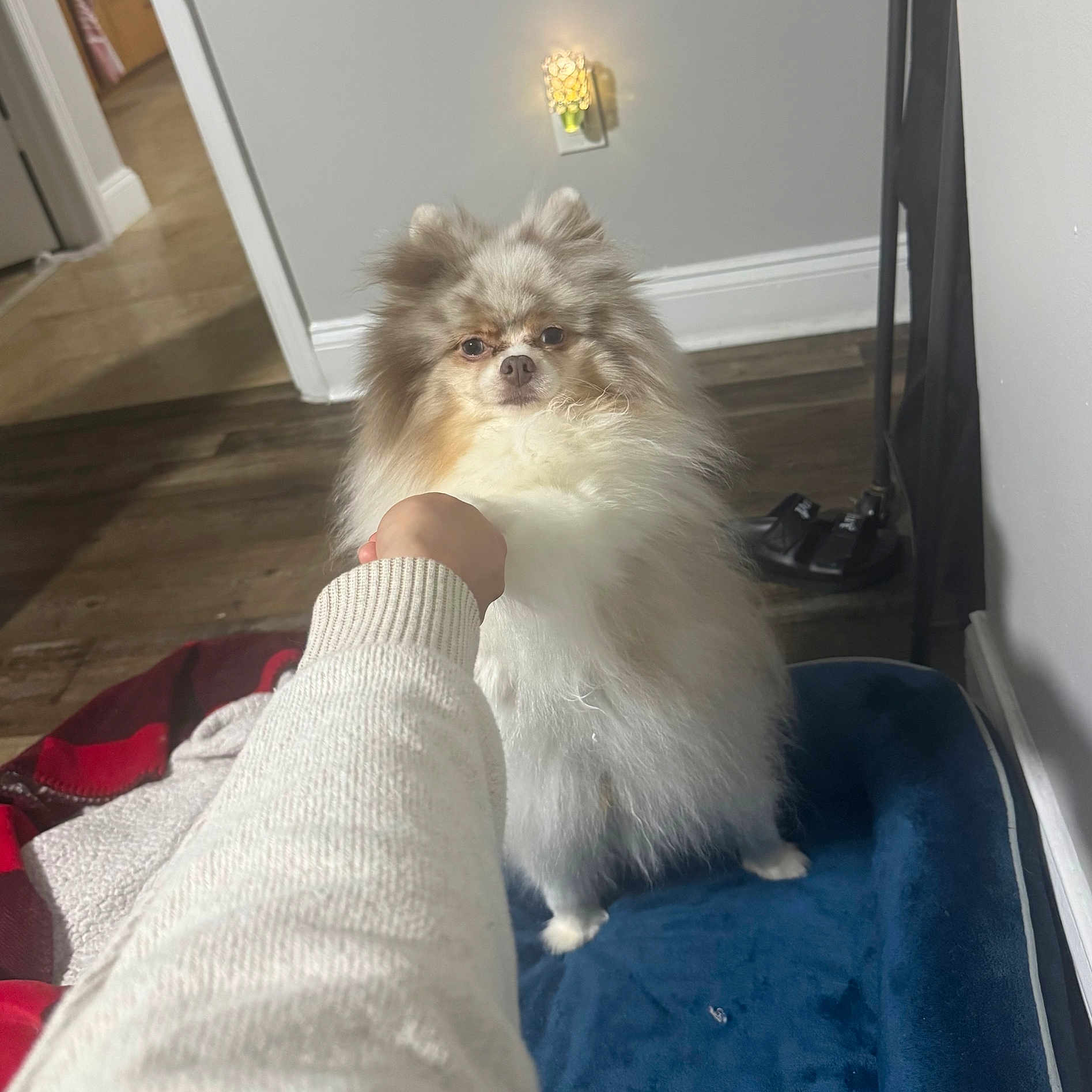 Tino
