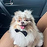 Tino is registered to the contest to win money with this photo: dog, pomeranian, fluffy, bow_tie, pet, animal, car_seat, happy, tongue_out, cute, smiling, fur, indoor, companion, small_dog, adorable, portrait, seat, canine, pet_accessory