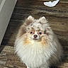 dog, pomeranian, fluffy, pet, animal, indoor, wooden_floor, fur, small_dog, standing, white_sock, flooring, expression, cute, companion, domestic, household, portrait, canine, furry