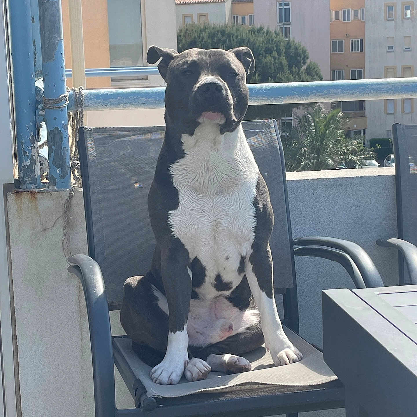 Tao participe au concours pour gagner de l'argent avec cette photo : animal, architecture, balcony, boxer, building, bulldog, canine, chair, dog, furniture, hound, indoors, interiordesign, outdoors, pet, pitbull, puppy, shelter, table, urban