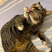 Urso a rejoint le concours — aidez-le/la à gagner de superbes lots ! animal, cat, claws, closeup, cute, ears, feline, four_legs, fur, green_eyes, grooming, indoor, licking, paw, pet, relaxed, resting, striped_bedspread, tabby, whiskers