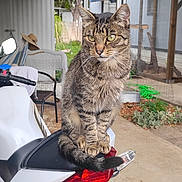 Mikey is registered to the contest to win money with this photo: cat, tabby_cat, motorcycle, outdoor, porch, wicker_chair, hat, greenery, seat, tail, vehicle, backlight, concrete_floor, window, awning, plant, fence, quiet, pet, domestic_animal