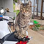 cat, tabby_cat, motorcycle, outdoor, porch, wicker_chair, hat, greenery, seat, tail, vehicle, backlight, concrete_floor, window, awning, plant, fence, quiet, pet, domestic_animal