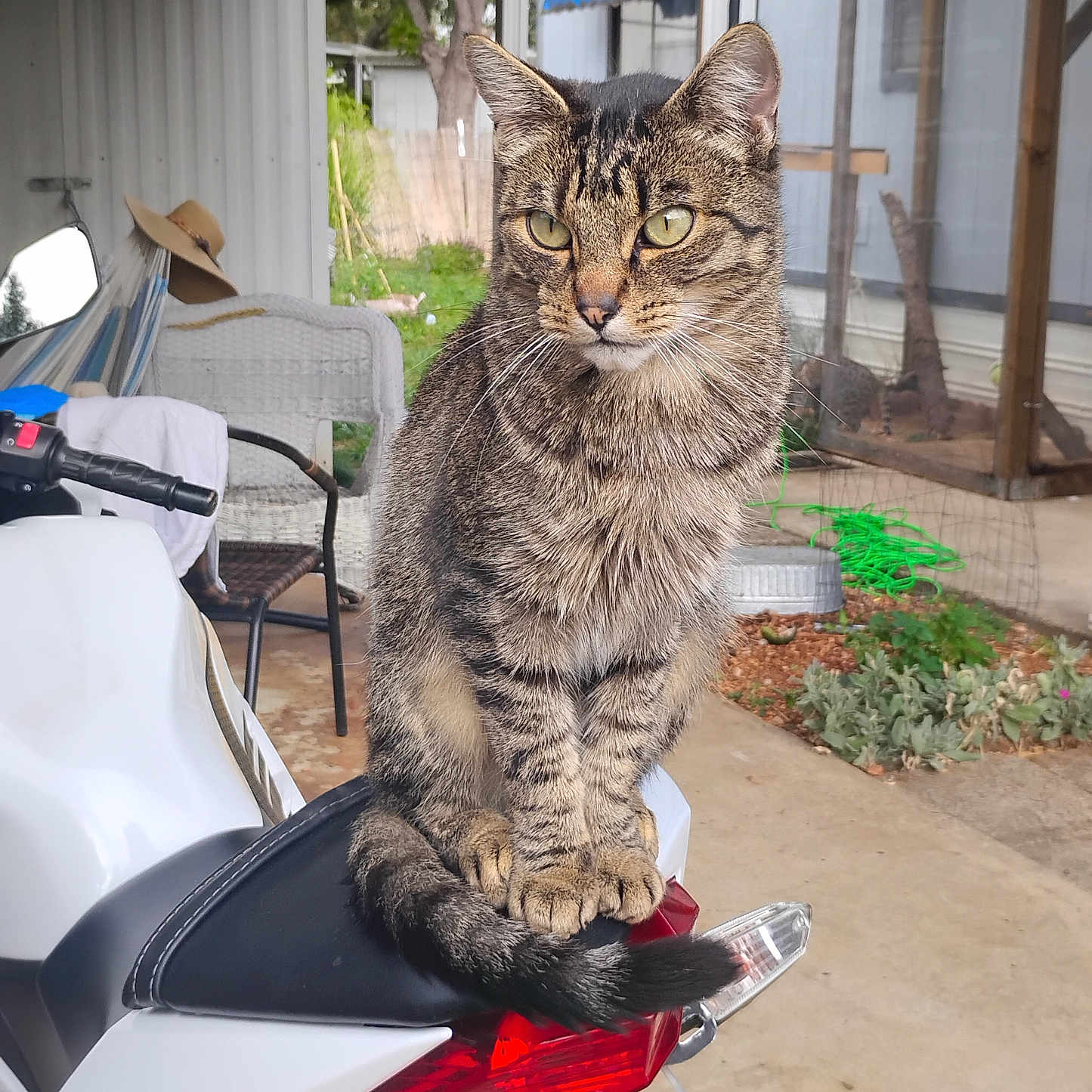 Mikey is registered to the contest to win money with this photo: awning, backlight, cat, concrete_floor, domestic_animal, fence, greenery, hat, motorcycle, outdoor, pet, plant, porch, quiet, seat, tabby_cat, tail, vehicle, wicker_chair, window