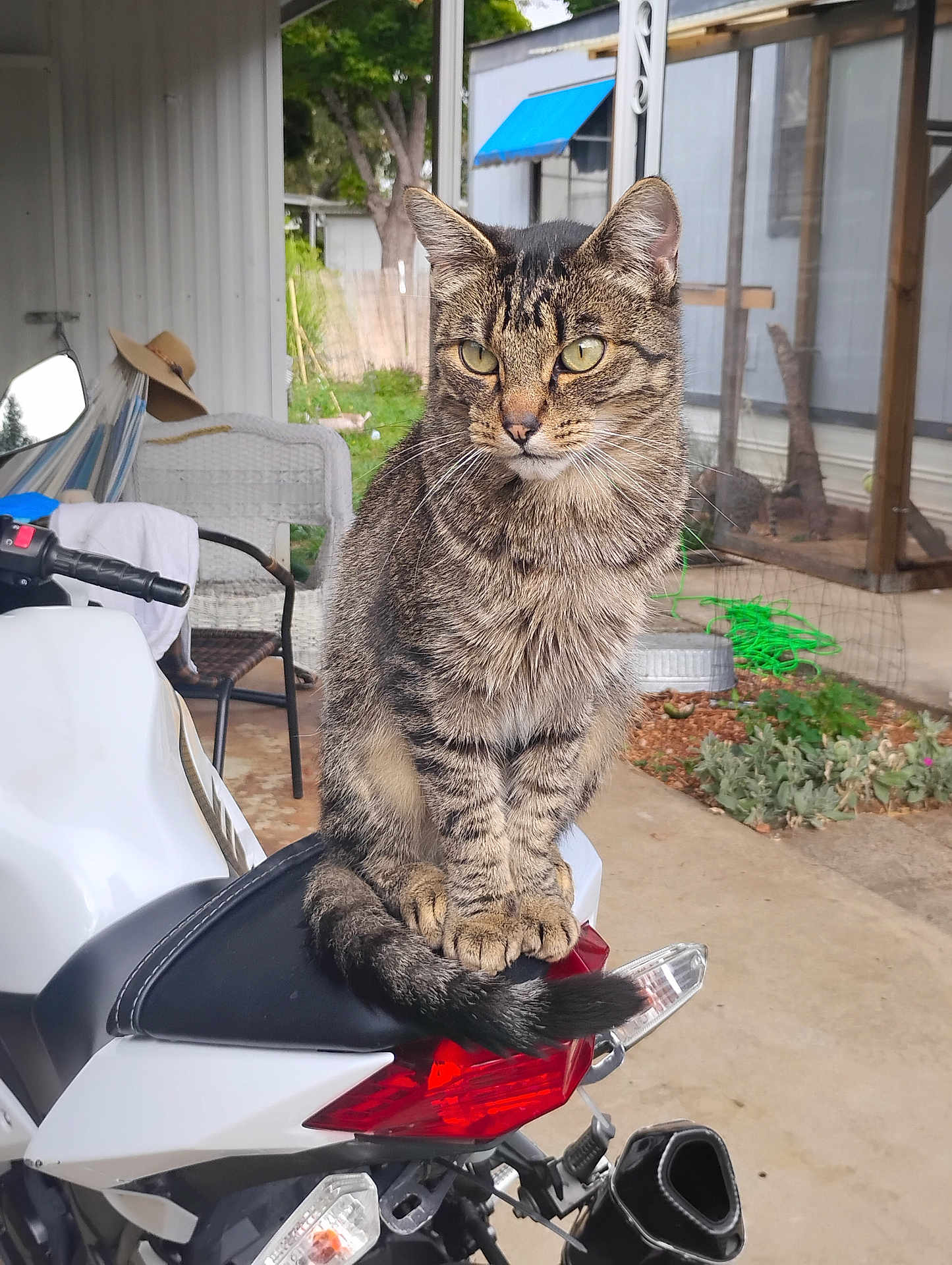 Mikey is registered to the contest to win money with this photo: cat, tabby_cat, motorcycle, outdoor, porch, wicker_chair, hat, greenery, seat, tail, vehicle, backlight, concrete_floor, window, awning, plant, fence, quiet, pet, domestic_animal