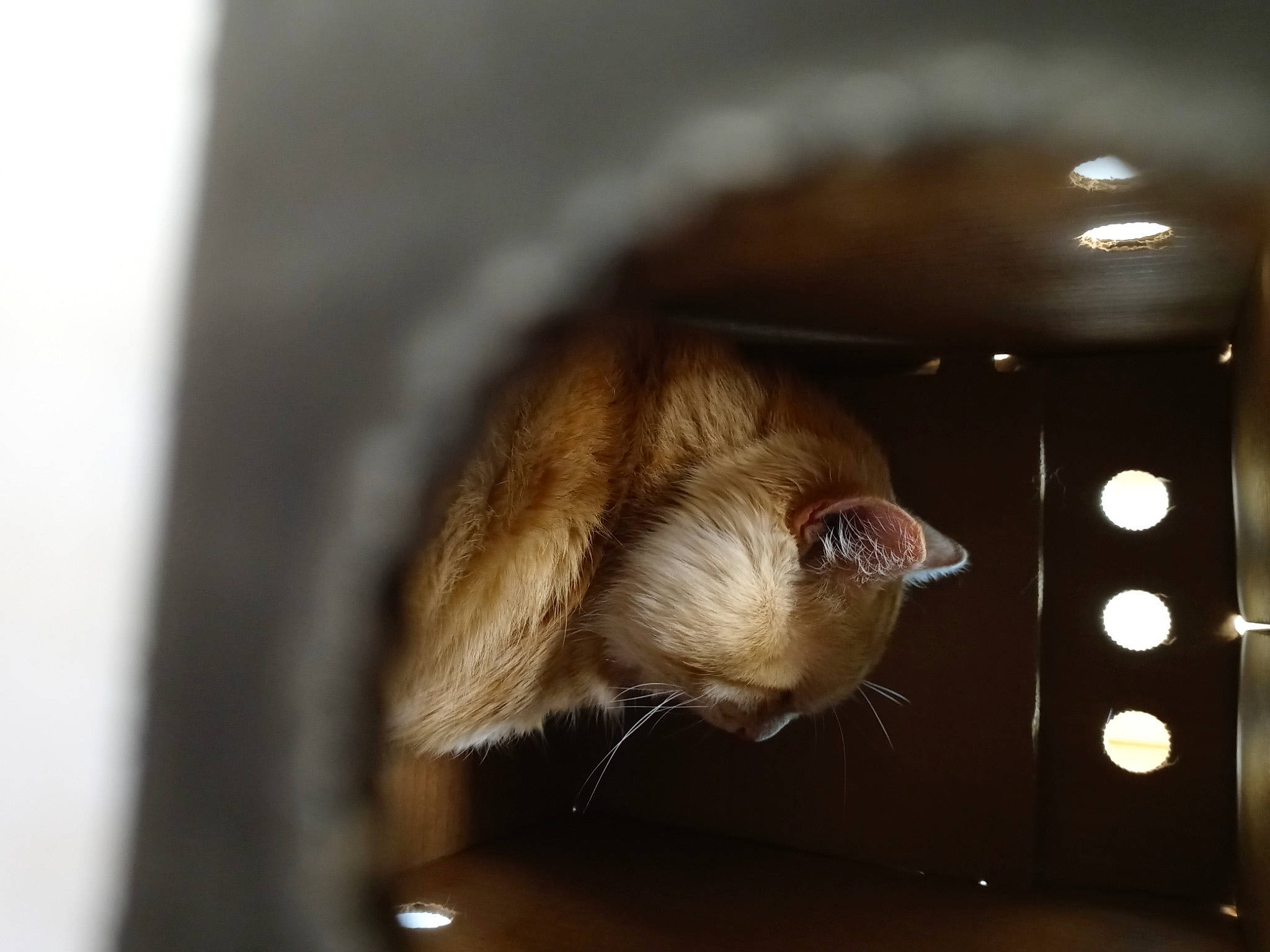 Zues joined the competition — help win amazing prizes! cat, claw, fawn, felidae, fur, primate, small_to_medium_sized_cats, sporting_group, tail, terrestrial_animal, whiskers, wildlife, window, wood