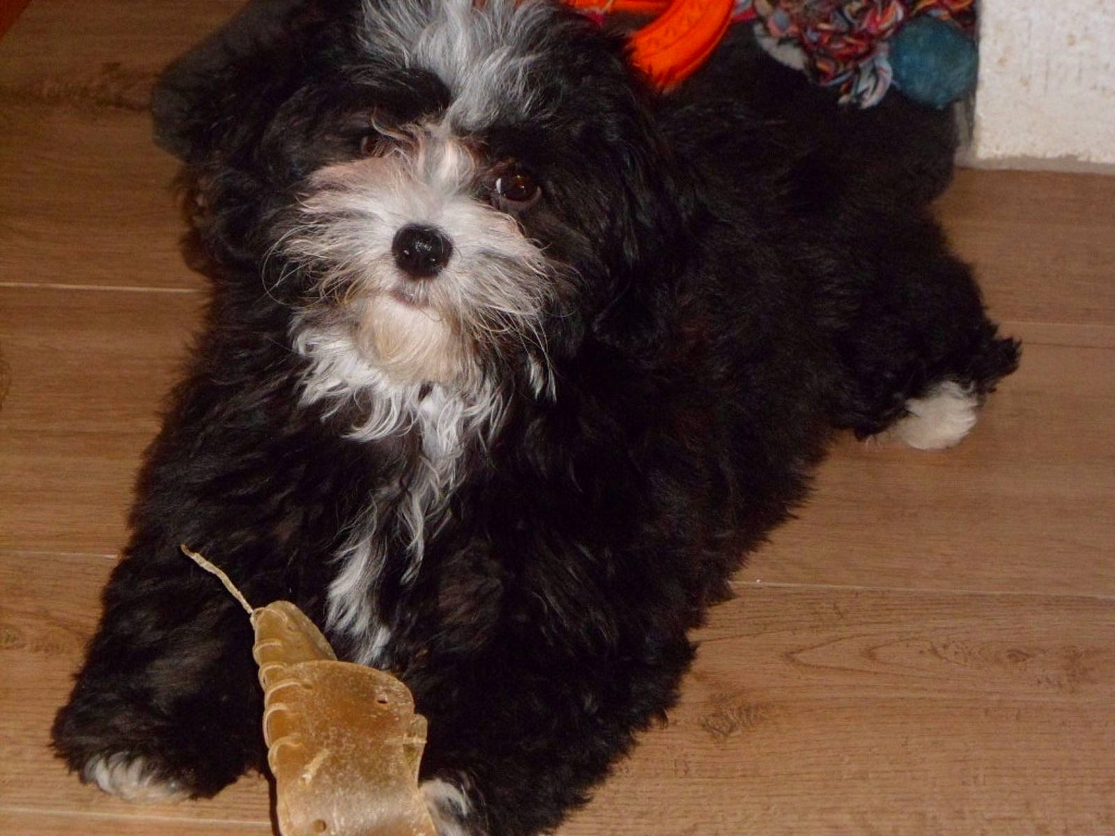 Lola a rejoint le concours — aidez-le/la à gagner de superbes lots !