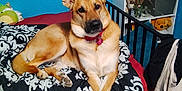 Daisy joined the competition — help win amazing prizes! dog, bed, blanket, indoor, window, ivy, shelf, stuffed_animals, collar, paws, furniture, blue_wall, red_bedspread, decor, pet, relaxed, crossed_legs, home, canine, cute