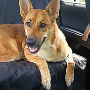 Daisy is registered to the contest to win money with this photo: dog, car_interior, seat_cover, brown_dog, pet, canine, animal, ears, tongue_out, relaxed, window, daylight, vehicle, leather_seat, collar, happy, domestic_animal, companion, transport, resting
