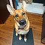 Daisy joined the competition — help win amazing prizes! dog, german_shepherd, pet, animal, indoor, floor, mat, ears, looking_up, brown, black_nose, collar, wooden_floor, home, tile_floor, rug, waiting, sitting, cute, companion