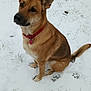 Daisy is registered to the contest to win money with this photo: dog, snow, paw_prints, outdoor, animal, pet, brown_fur, red_collar, winter, grass, sitting, cute, canine, nature, cold, fur, ears, collar, quiet, peaceful