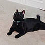 Mika joined the competition — help win amazing prizes! black_cat, cat, pet, indoor, carpet, collar, feline, animal, floor, door, white_door, looking_up, domestic_cat, mammal, whiskers, ears, eyes, tail, resting, curious