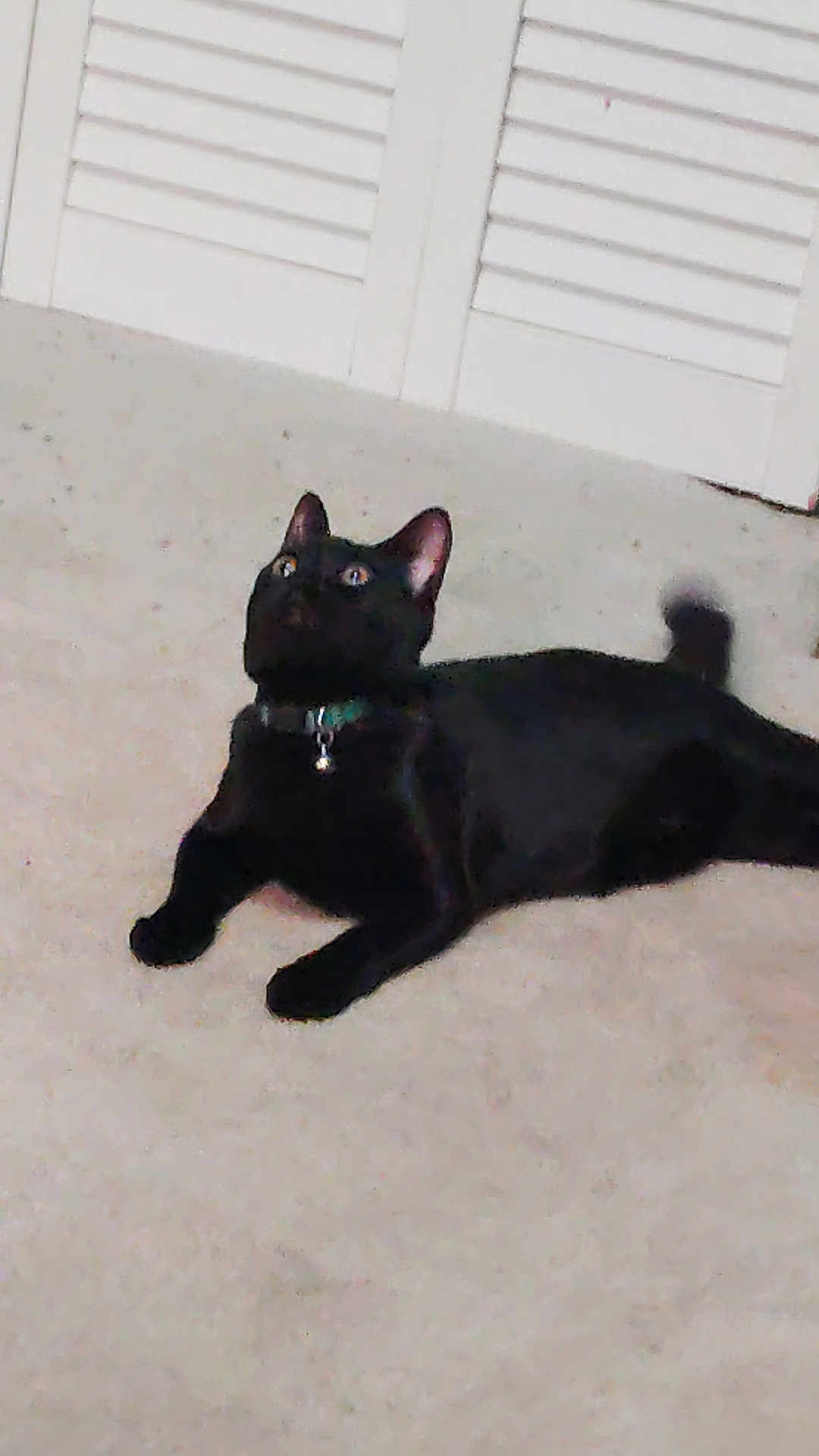 Mika joined the competition — help win amazing prizes! black_cat, cat, pet, indoor, carpet, collar, feline, animal, floor, door, white_door, looking_up, domestic_cat, mammal, whiskers, ears, eyes, tail, resting, curious
