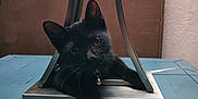 Mika joined the competition — help win amazing prizes! black_cat, cat, lamp_base, metal, table, blue_table, brown_couch, indoor, pet, animal, curious, collar, bell, whiskers, face, ears, paws, furniture, relaxing, cozy