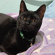 Mika is registered to the contest to win money with this photo: black_cat, cat, pet, animal, feline, collar, bell, bed, blanket, purple, star_pattern, indoor, cute, fur, whiskers, ears, eyes, resting, soft_texture, cozy