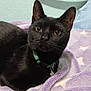 black_cat, cat, pet, animal, feline, collar, bell, bed, blanket, purple, star_pattern, indoor, cute, fur, whiskers, ears, eyes, resting, soft_texture, cozy