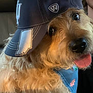 Clyde is registered to the contest to win money with this photo: dog, canine, pet, bandana, hat, baseball_cap, tongue_out, fluffy, fur, close_up, indoors, car, seat, window, casual, cute, animal, companion, friendly, portrait
