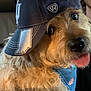 dog, canine, pet, bandana, hat, baseball_cap, tongue_out, fluffy, fur, close_up, indoors, car, seat, window, casual, cute, animal, companion, friendly, portrait