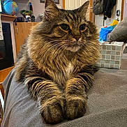 Loki is registered to the contest to win money with this photo: cat, tabby, fluffy, indoor, pet, feline, cozy, blanket, fur, whiskers, paws, resting, home, furniture, globe, box, curtains, door, window, relaxed