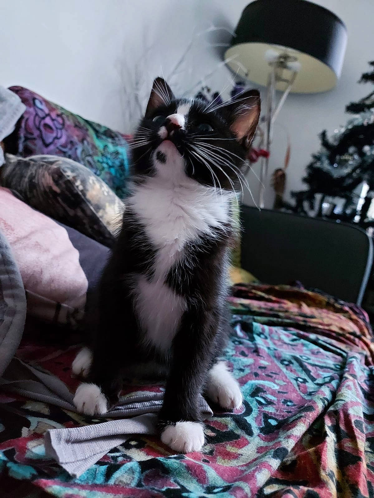 Margot joined the competition — help win amazing prizes! carnivore, cat, comfort, domestic_short_haired_cat, felidae, formal_wear, fur, grey, hat, lamp, linens, sitting, small_to_medium_sized_cats, sun_hat, tail, tree, whiskers