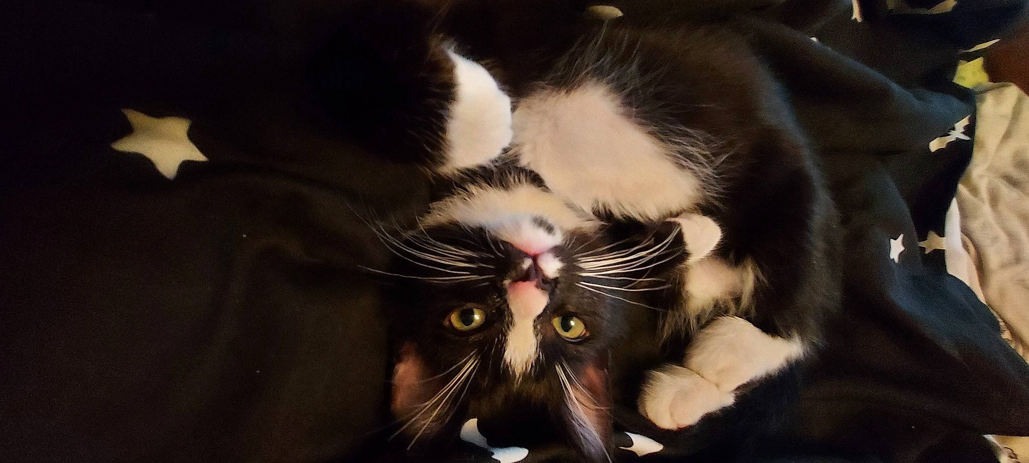 Margot joined the competition — help win amazing prizes! carnivore, cat, claw, close_up, comfort, domestic_short_haired_cat, felidae, fur, mammal, paw, petal, plant, small_to_medium_sized_cats, snout, tail, terrestrial_animal, vertebrate, whiskers