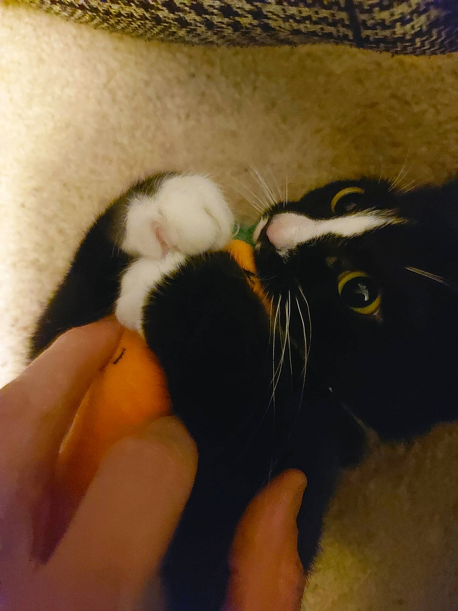 Margot is registered to the contest to win money with this photo: carnivore, cat, claw, comfort, domestic_short_haired_cat, felidae, finger, foot, fur, human_leg, lap, leg, mammal, nail, paw, small_to_medium_sized_cats, tail, thigh, thumb, whiskers