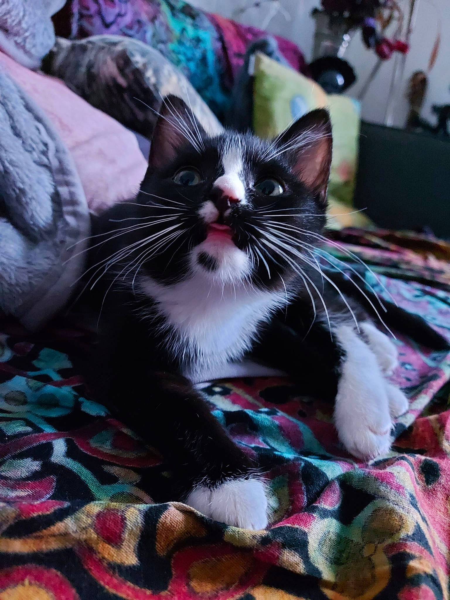 Margot joined the competition — help win amazing prizes! carnivore, cat, comfort, domestic_short_haired_cat, felidae, fur, linens, pattern, small_to_medium_sized_cats, snout, textile, whiskers, window