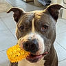 dog, pit_bull, toy, yellow, indoor, tile_floor, pet, animal, canine, mouth, ears, brown, white, close_up, looking, household, floor, playful, domestic, companion