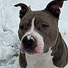 Killer participe au concours pour gagner de l'argent avec cette photo : dog, snow, outdoor, pet, animal, canine, gray, white, close_up, winter, fur, muzzle, ears, cute, portrait, nature, cold, snowy, looking_up, friendly
