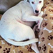 Dexter is registered to the contest to win money with this photo: dog, white_dog, spots, blanket, paw_prints, brown_blanket, relaxed, pet, canine, indoor, couch, fur, ears, tail, paws, resting, cute, animal, companion, comfort