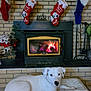dog, white_dog, fireplace, fire, stockings, christmas_stockings, brick_wall, dog_bed, holiday_decor, poinsettia, decorative_train, black_hearth, cozy, indoor, pet, relaxing, warmth, home_interior, festive, decor