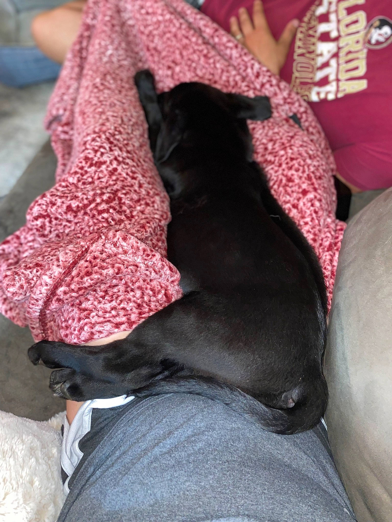 Bella joined the competition — help win amazing prizes! carnivore, comfort, companion_dog, dog, dog_breed, fawn, felidae, fur, grey, human_leg, linens, magenta, pattern, pink, small_to_medium_sized_cats, snout, textile, toy_dog, whiskers, working_animal