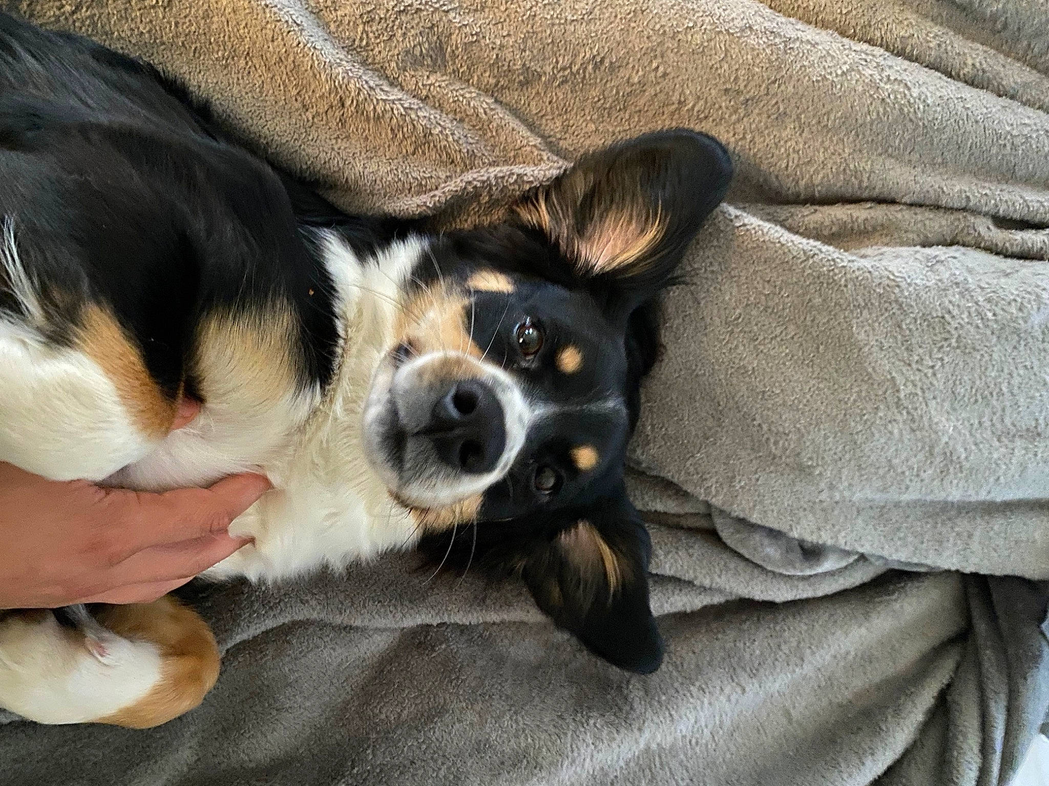 Lady is registered to the contest to win money with this photo: carnivore, clock, comfort, companion_dog, couch, dog, dog_breed, foot, fur, nail, paw, puppy_love, sporting_group, terrestrial_animal, terrier, toy_dog, whiskers, working_animal