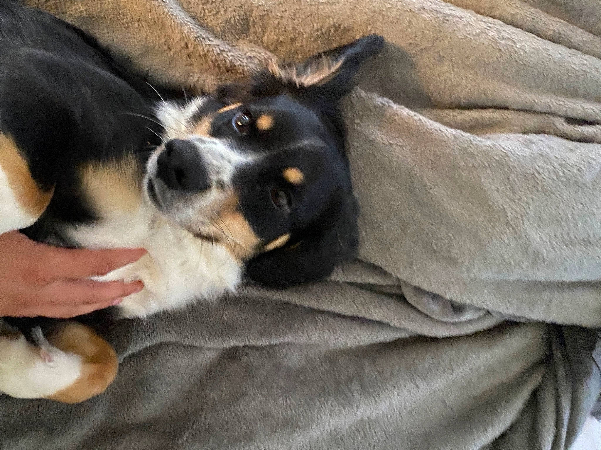 Lady joined the competition — help win amazing prizes! canidae, carnivore, clock, comfort, companion_dog, dog, dog_breed, foot, fur, paw, snout, sporting_group, terrestrial_animal, toy_dog, whiskers, working_animal, working_dog