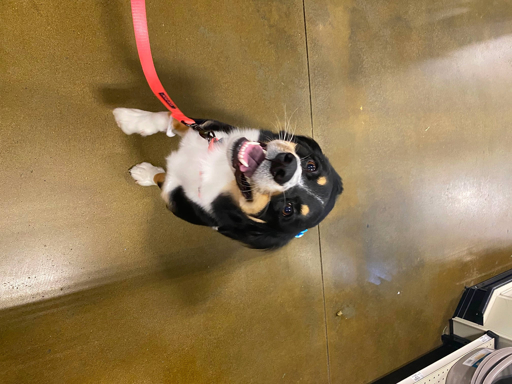 Lady is registered to the contest to win money with this photo: auto_part, automotive_exterior, automotive_lighting, cable, carnivore, collar, companion_dog, dog, dog_breed, dog_collar, eyewear, fashion_accessory, fawn, hood, leash, pet_supply, snout, sporting_group, tail, wire