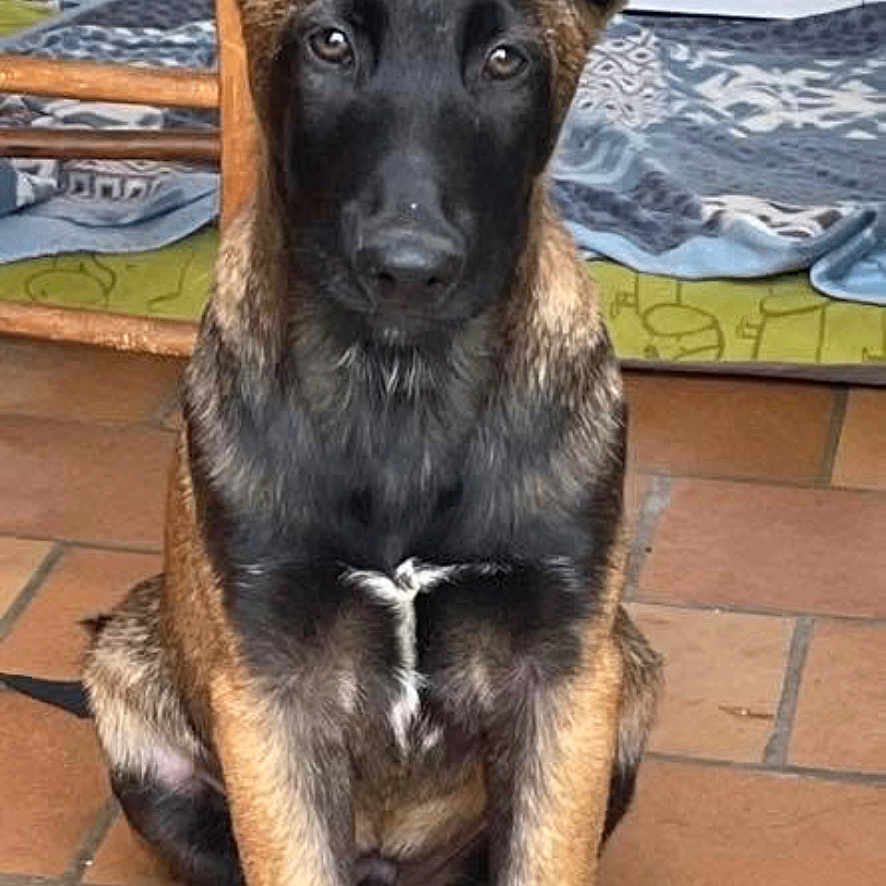Sako
