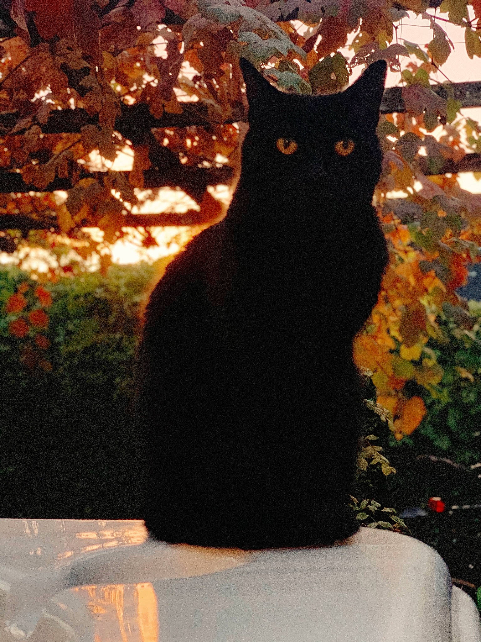 Ella joined the competition — help win amazing prizes! asian, black_cat, bombay, carnivore, cat, domestic_short_haired_cat, felidae, plant, small_to_medium_sized_cats, tail, tree, whiskers