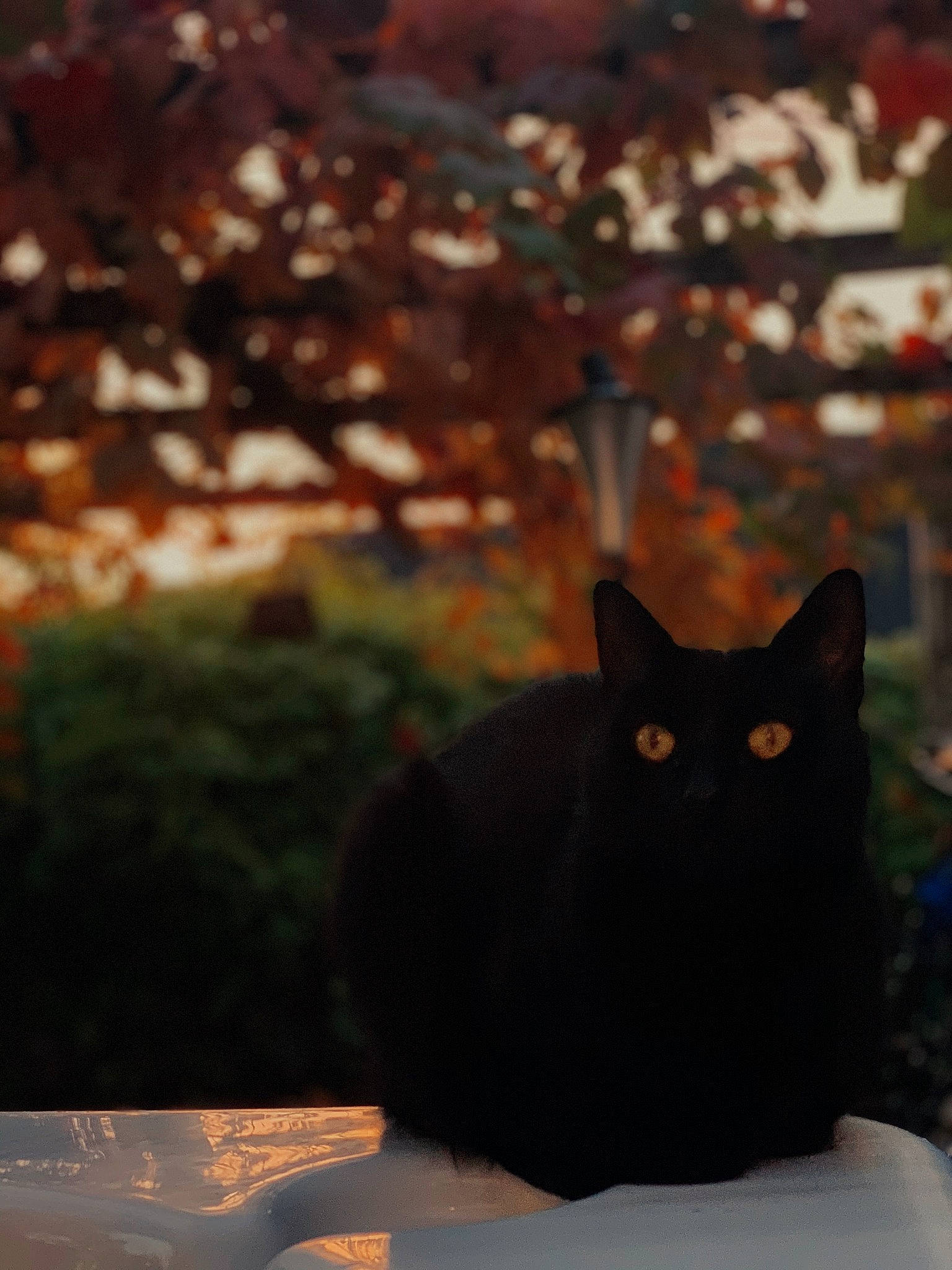 Ella is registered to the contest to win money with this photo: asian, black, black_cat, bombay, carnivore, cat, domestic_short_haired_cat, eye, felidae, night, organism, sky, small_to_medium_sized_cats, tail, tree, whiskers