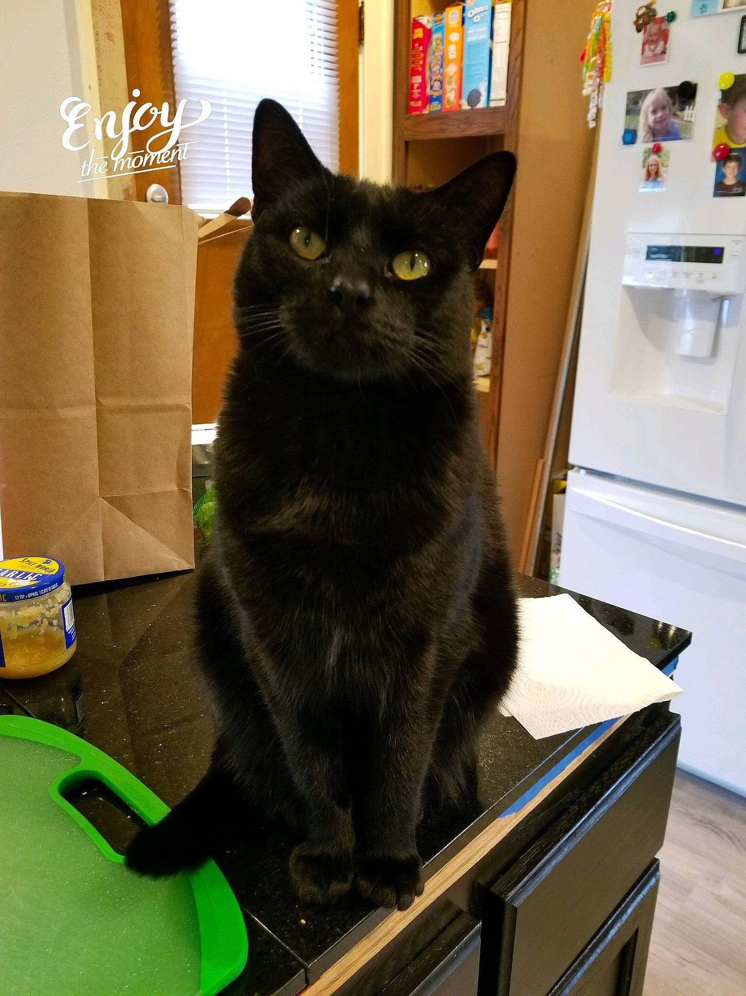 Ella is registered to the contest to win money with this photo: asian, black, black_cat, bombay, burmese, carnivore, cat, domestic_long_haired_cat, domestic_short_haired_cat, eye, felidae, fur, kitten, korat, mammal, nebelung, small_to_medium_sized_cats, vertebrate, whiskers