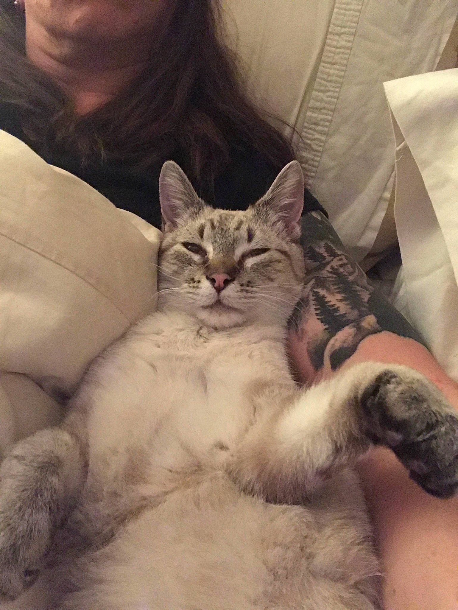 Sora is registered to the contest to win money with this photo: aegean_cat, american_shorthair, american_wirehair, asian, british_semi_longhair, burmilla, carnivore, cat, domestic_long_haired_cat, domestic_short_haired_cat, ear, european_shorthair, eye, felidae, fur, kitten, mammal, small_to_medium_sized_cats, tabby_cat, whiskers