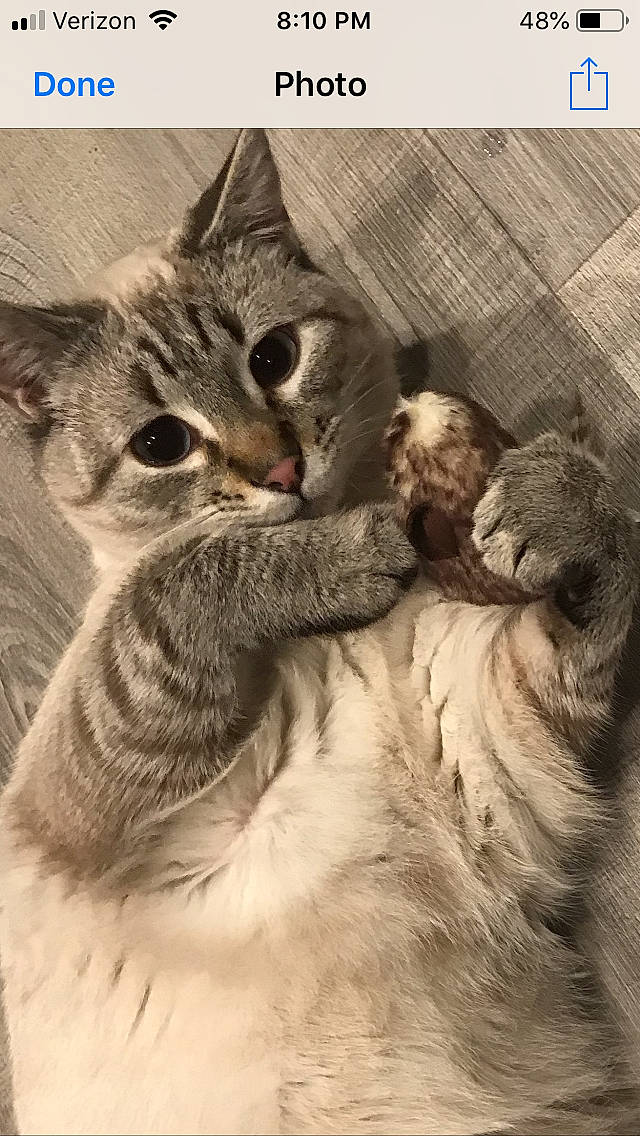 Sora is registered to the contest to win money with this photo: asian, british_longhair, carnivore, cat, domestic_short_haired_cat, dragon_li, egyptian_mau, european_shorthair, felidae, hug, kitten, maine_coon, photo_caption, pixie_bob, siberian, small_to_medium_sized_cats, tabby_cat, whiskers