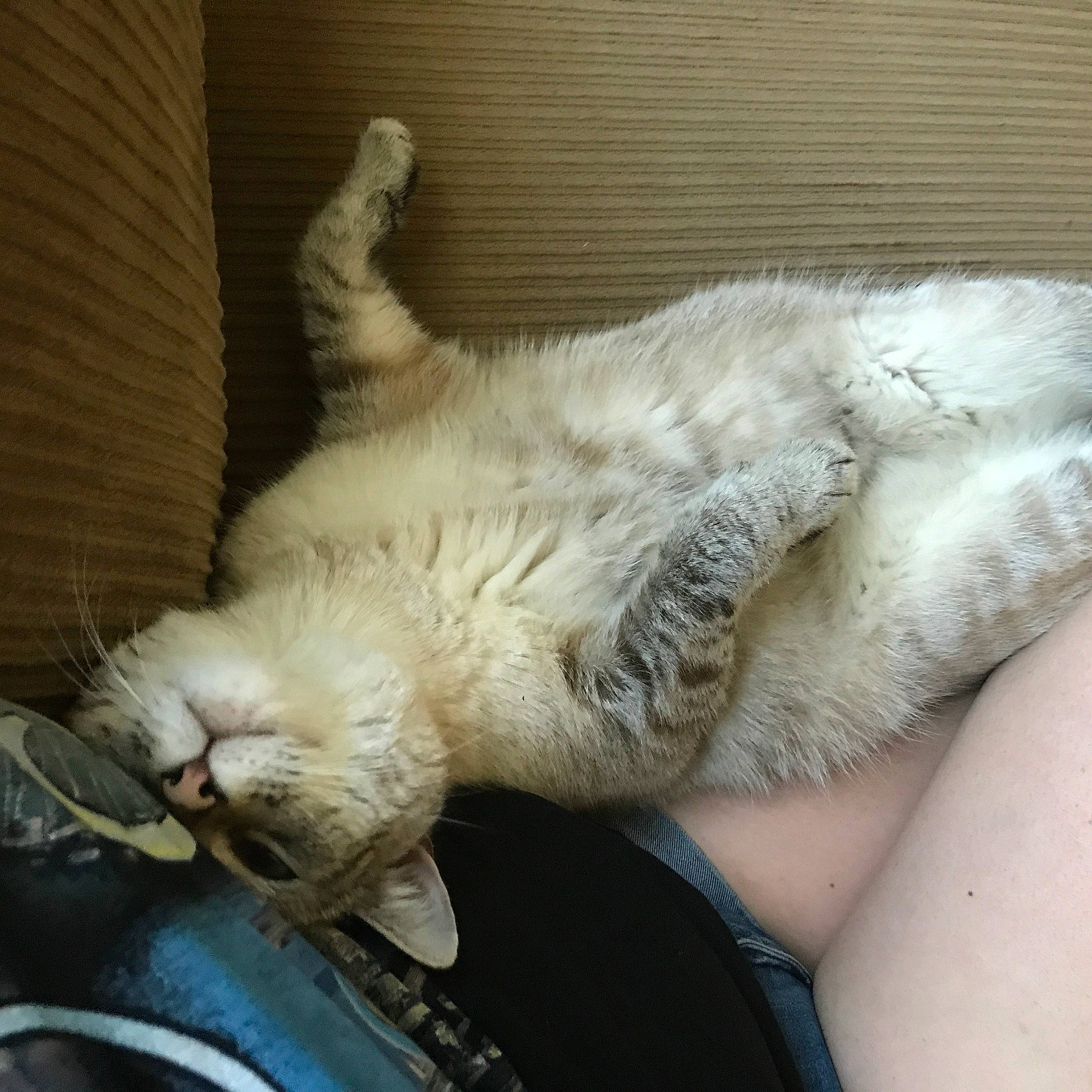 Sora joined the competition — help win amazing prizes! asian, burmilla, carnivore, cat, claw, felidae, fur, nap, paw, ragdoll, small_to_medium_sized_cats, tail, whiskers