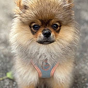 Laya joined the competition — help win amazing prizes! dog, puppy, pomeranian, fluffy, fur, pet, animal, cute, harness, leash, outdoor, pavement, portrait, small_dog, face, eyes, nose, whiskers, walking, standing