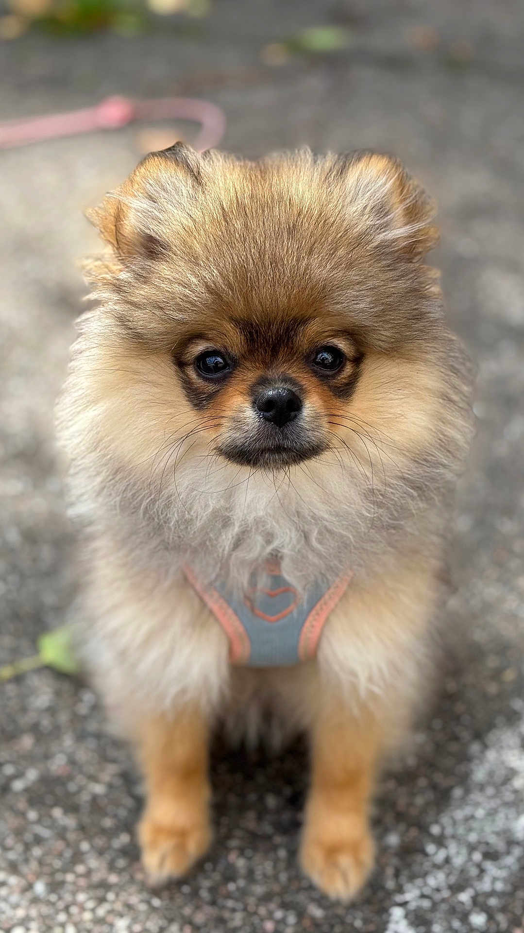 Laya joined the competition — help win amazing prizes! dog, puppy, pomeranian, fluffy, fur, pet, animal, cute, harness, leash, outdoor, pavement, portrait, small_dog, face, eyes, nose, whiskers, walking, standing