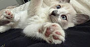 Bagel is registered to the contest to win money with this photo: kitten, cat, blue_eyes, paw, fur, cute, pet, animal, close_up, indoor, cozy, blanket, soft, whiskers, playful, young, mammal, domestic_animal, resting, curious