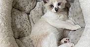 Bagel joined the competition — help win amazing prizes! animal, bed, cat, comfort, cozy, cute, domestic, feline, fluffy, fur, indoor, kitten, mammal, paw, pet, relaxing, resting, small, soft, young