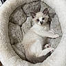 Bagel joined the competition — help win amazing prizes! kitten, cat, pet, animal, feline, bed, cozy, fluffy, cute, resting, indoor, soft, fur, young, paw, relaxing, comfort, small, domestic, mammal