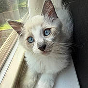 Bagel is registered to the contest to win money with this photo: kitten, cat, blue_eyes, fluffy, windowsill, window, curtain, indoor, natural_light, pet, animal, young_cat, whiskers, feline, cute, resting, closeup, soft_light, cozy, domestic_cat