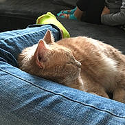 Snoop is registered to the contest to win money with this photo: cat, cat_like_mammal, fur, mammal, small_to_medium_sized_cats, snout, whiskers