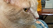 Snoop is registered to the contest to win money with this photo: asian, australian_mist, burmese, burmilla, carnivoran, cat, cat_like_mammal, colorpoint_shorthair, domestic_short_haired_cat, eye, fauna, fur, mammal, small_to_medium_sized_cats, snout, tonkinese, whiskers